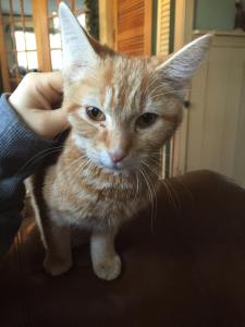 Help save Prince's life by donating to 'Lots of Love Cat Rescue' in Wilmington.