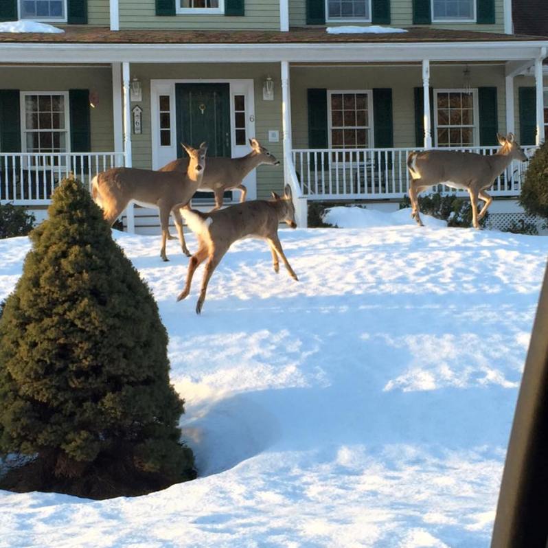 4 deer on a front lawn on Castle Drive