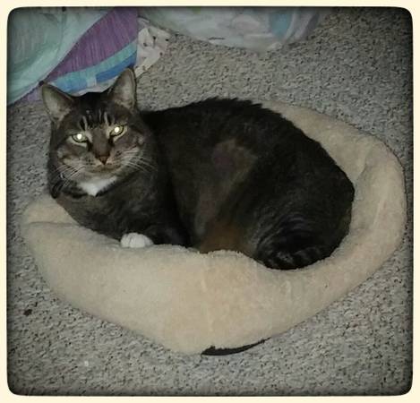 Missing Cat -- Buddy #1