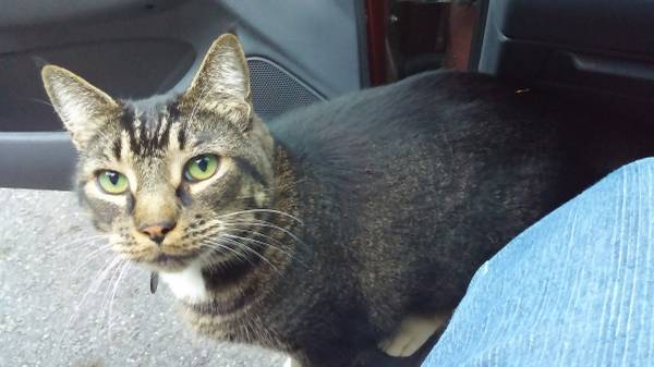 Missing Cat -- Buddy #2