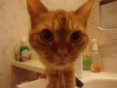 Kyla -- Missing Cat #2