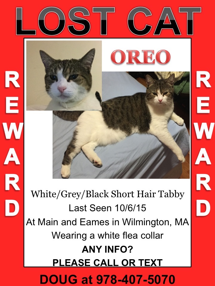 Lost Cat Oreo
