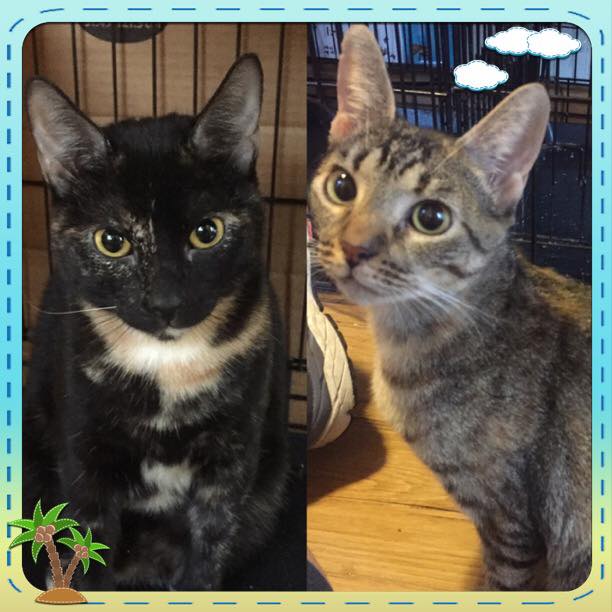 lots-of-love-rescue-large