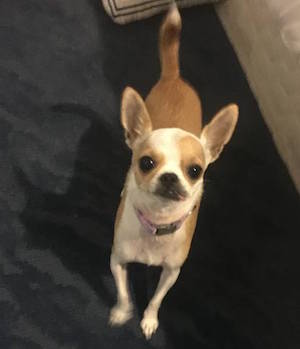 Chihuahua