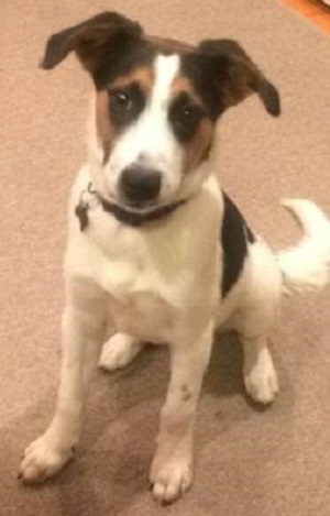 Lost Jack Russell Terrier Mix