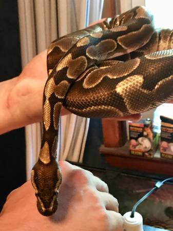Ball Python