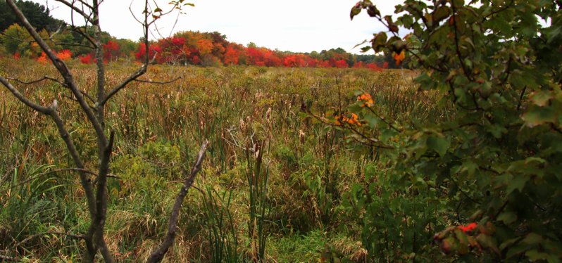 Fall In Wilmington 4